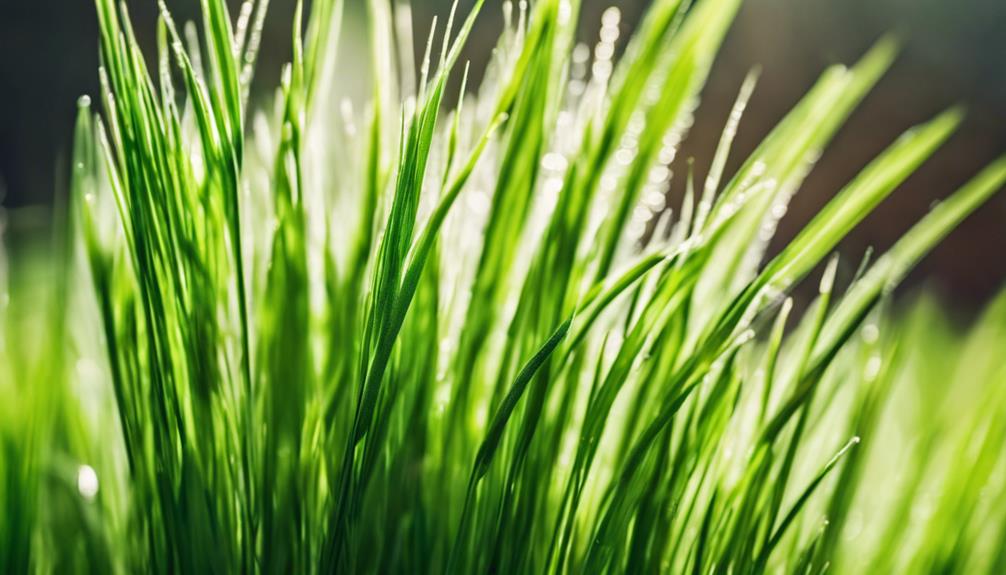 opis wygl du trawy pszenicznej